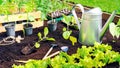 Planting seedlings in black soil enriched with biohumus and compost to increase fertility. Garden tools, watering can and crate