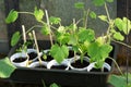 Before planting seedlings in the greenhouse.