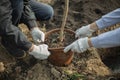 Planting seedlings in ground. Planting plants in ground. People grow forest