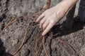 Planting seedlings in landing pit Royalty Free Stock Photo