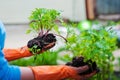 Planting seedlings in the open ground in early spring. A woman farmer is holding seedlings in her hands, bothering the ground