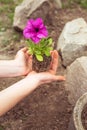 Planting seedlings petunias