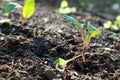 Planting seedlings