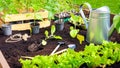 Planting seedlings of vegetables in the soil in wooden raised beds. Spring work in the garden. Planting potted plants in garden Royalty Free Stock Photo