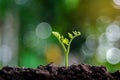 Planting seedlings young plant in the morning light on nature background Royalty Free Stock Photo