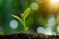 Planting seedlings young plant in the morning light on nature background Royalty Free Stock Photo