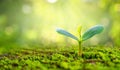 Planting seedlings young plant in the morning light on nature background Royalty Free Stock Photo