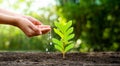 Planting seedlings young plant in the morning light on nature background Royalty Free Stock Photo