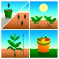 Planting seeds, diving seedlings, growing and rich harvest. Set of icon for package with seeds