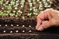 Planting seeds Royalty Free Stock Photo
