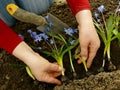 Planting siberian squill Royalty Free Stock Photo