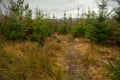 A planting of small fir trees inside the forest