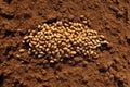 Planting soybean seeds in the soil. Sowing legume seeds in the garden. Sowing and agriculture. Generative AI