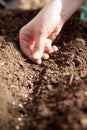 Planting spinach seeds Royalty Free Stock Photo