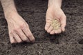 Planting spinach seeds Royalty Free Stock Photo