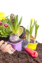Planting spring flowers Royalty Free Stock Photo