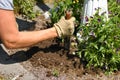 Planting spring flowers Royalty Free Stock Photo