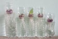 Planting spring onion in a plastic water bottle. Royalty Free Stock Photo