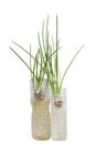 Planting spring onion by shallot in a plastic water bottle on white background. Royalty Free Stock Photo
