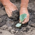 Planting sprout of cabbage