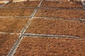 Planting the sprout Sunflower seedling on nutrition soil in organic vegetable farm , the orange mixed of coconut fiber, soil, sand Royalty Free Stock Photo