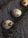 Planting sprouted tubers of potatoes in the ridges. Planting potatoes. Royalty Free Stock Photo