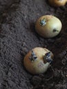 Planting sprouted tubers of potatoes in the ridges. Planting potatoes. Royalty Free Stock Photo