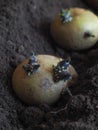 Planting sprouted tubers of potatoes in the ridges. Planting potatoes. Royalty Free Stock Photo