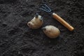 Planting sprouted tubers of potatoes in the ridges. Planting potatoes. Royalty Free Stock Photo