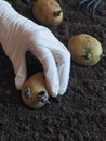 Planting sprouted tubers of potatoes in the ridges. Planting potatoes. Royalty Free Stock Photo