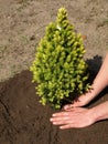 Planting spruce