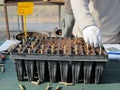 Planting stems in plant pots with substract in a plant nursery Royalty Free Stock Photo