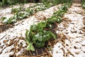 Planting strawberries, covered with straw in the aisles, with snow in the spring