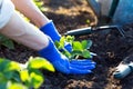 Planting strawberries in the garden