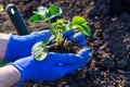 Planting strawberries in the garden