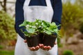 Woman gardener holding two wild strawberry seedlings in pots. Royalty Free Stock Photo