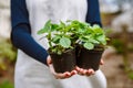 Woman gardener holding two wild strawberry seedlings in pots. Royalty Free Stock Photo