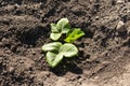 Planting strawberries in the garden. seedling of strawberry, hoe and shovel in the background Royalty Free Stock Photo