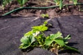 Planting strawberries green bush under black ground-cover