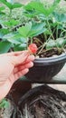 planting strawberries in pots