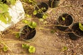 Planting strawberry runners, or stolons, in plant pots. Grow your own concept Royalty Free Stock Photo