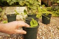 Planting strawberry runners, or stolons, in plant pots in late evening light. Grow your own concept Royalty Free Stock Photo