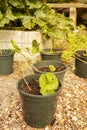 Planting strawberry runners, or stolons, in plant pots. Grow your own concept Royalty Free Stock Photo