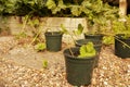 Planting strawberry runners, or stolons, in plant pots. Grow your own concept Royalty Free Stock Photo