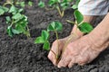 Planting a strawberry seedling Royalty Free Stock Photo