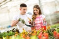 Planting and taking care of Croton plant in hothouse Royalty Free Stock Photo