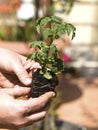 Planting tomato