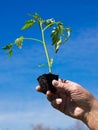 Planting tomato Royalty Free Stock Photo