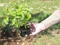 Planting tomato Royalty Free Stock Photo