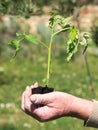 Planting tomato Royalty Free Stock Photo